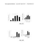 USE OF ADENOSINE RECEPTOR SIGNALING TO MODULATE PERMEABILITY OF     BLOOD-BRAIN BARRIER diagram and image