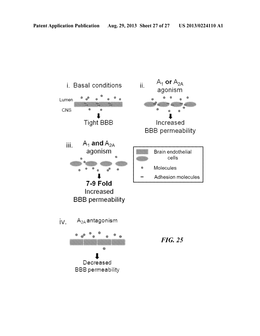 USE OF ADENOSINE RECEPTOR SIGNALING TO MODULATE PERMEABILITY OF     BLOOD-BRAIN BARRIER - diagram, schematic, and image 28