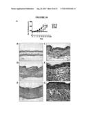 COMPOSITIONS AND METHODS FOR THE TREATMENT OF DISEASES AND DISORDERS     ASSOCIATED WITH CYTOKINE SIGNALING diagram and image