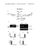 COMPOSITIONS AND METHODS FOR THE TREATMENT OF DISEASES AND DISORDERS     ASSOCIATED WITH CYTOKINE SIGNALING diagram and image