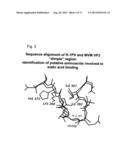 RETARGETING OF RAT PARVOVIRUS H-1PV TO CANCER CELLS THROUGH GENETIC     ENGINEERING OF ITS CAPSID diagram and image