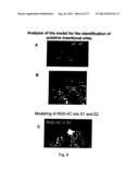 RETARGETING OF RAT PARVOVIRUS H-1PV TO CANCER CELLS THROUGH GENETIC     ENGINEERING OF ITS CAPSID diagram and image