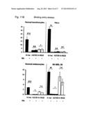 RETARGETING OF RAT PARVOVIRUS H-1PV TO CANCER CELLS THROUGH GENETIC     ENGINEERING OF ITS CAPSID diagram and image