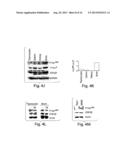 METHODS AND PRODUCTS RELATING TO GSK3SS REGULATION diagram and image