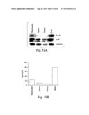 METHODS AND PRODUCTS RELATING TO GSK3SS REGULATION diagram and image