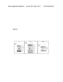 ErbB3 BINDING ANTIBODY diagram and image