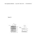 ErbB3 BINDING ANTIBODY diagram and image