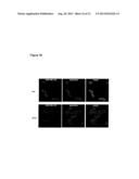 ErbB3 BINDING ANTIBODY diagram and image