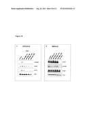 ErbB3 BINDING ANTIBODY diagram and image