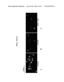 ANTIBODIES AND PHARMACEUTICAL COMPOSITIONS CONTAINING SAME USEFUL FOR     INHIBITING ACTIVITY OF METALLOPROTEINS diagram and image