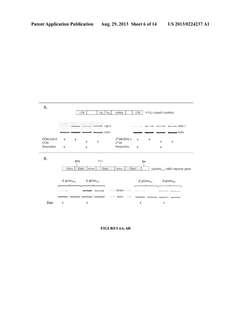 INHIBITION OF NONSENSE MEDIATED DECAY PATHWAYS - diagram, schematic, and image 07