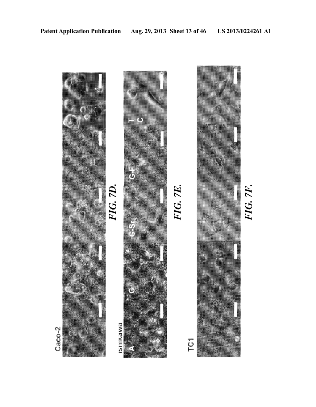 ENVIRONMENTALLY-RESPONSIVE NANOCOMPOSITES AND METHODS OF THEIR USE - diagram, schematic, and image 14