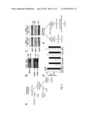 METHODS AND MATERIALS FOR ASSESSING RESPONSIVENESS TO PARP INHIBITORS AND     PLATINATING AGENTS diagram and image