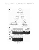 METHODS AND MATERIALS FOR ASSESSING RESPONSIVENESS TO PARP INHIBITORS AND     PLATINATING AGENTS diagram and image