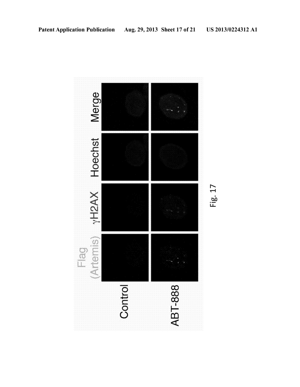 METHODS AND MATERIALS FOR ASSESSING RESPONSIVENESS TO PARP INHIBITORS AND     PLATINATING AGENTS - diagram, schematic, and image 18