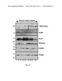 METHODS AND MATERIALS FOR ASSESSING RESPONSIVENESS TO PARP INHIBITORS AND     PLATINATING AGENTS diagram and image