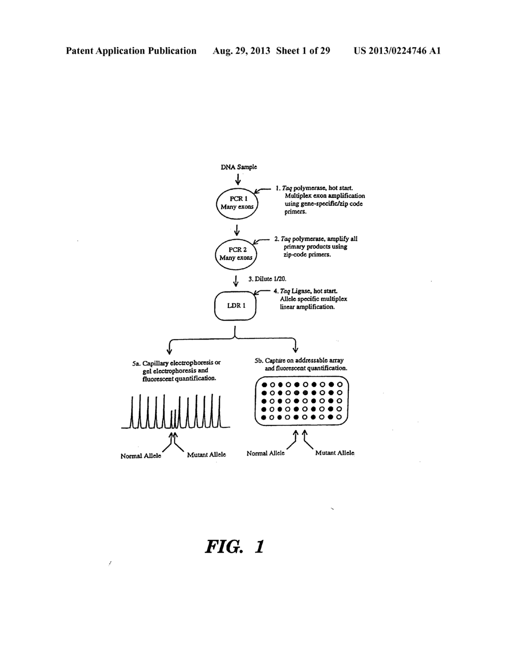 DETECTION OF NUCLEIC ACID SEQUENCE DIFFERENCES USING COUPLED LIGASE     DETECTION AND POLYMERASE CHAIN REACTIONS - diagram, schematic, and image 02