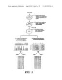 DETECTION OF NUCLEIC ACID SEQUENCE DIFFERENCES USING COUPLED LIGASE     DETECTION AND POLYMERASE CHAIN REACTIONS diagram and image