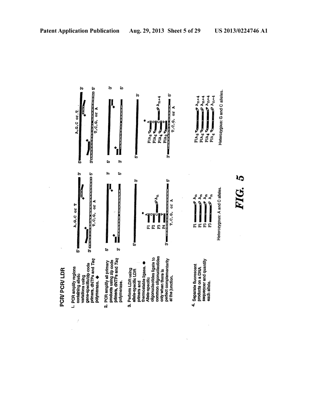 DETECTION OF NUCLEIC ACID SEQUENCE DIFFERENCES USING COUPLED LIGASE     DETECTION AND POLYMERASE CHAIN REACTIONS - diagram, schematic, and image 06