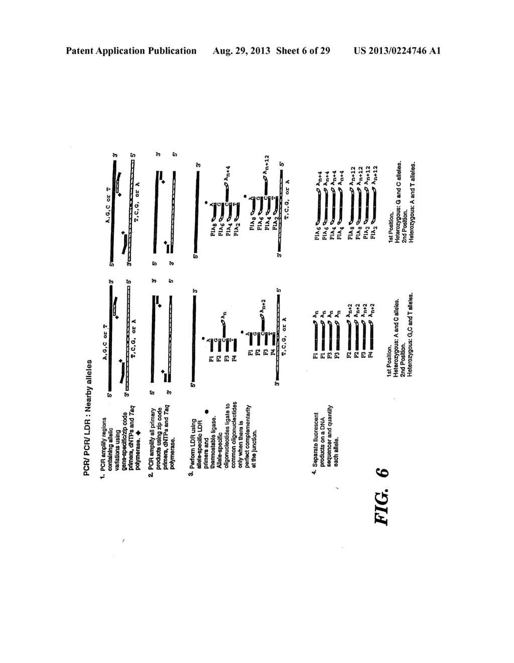 DETECTION OF NUCLEIC ACID SEQUENCE DIFFERENCES USING COUPLED LIGASE     DETECTION AND POLYMERASE CHAIN REACTIONS - diagram, schematic, and image 07