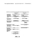 DETECTION OF NUCLEIC ACID SEQUENCE DIFFERENCES USING COUPLED LIGASE     DETECTION AND POLYMERASE CHAIN REACTIONS diagram and image