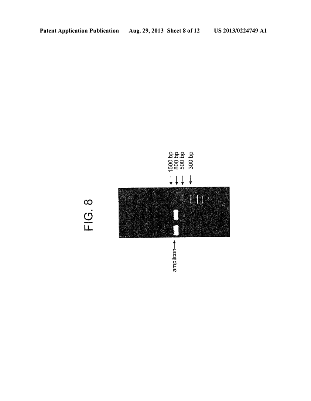 COMPOSITION AND METHOD FOR SEQUENCING NUCLEIC ACID - diagram, schematic, and image 09