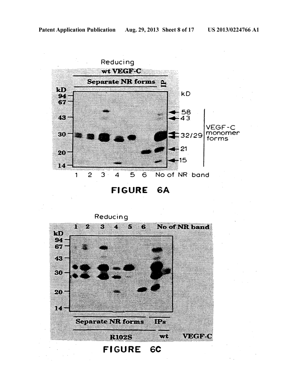 VASCULAR ENDOTHELIAL GROWTH FACTOR C (VEGF-C) PROTEIN AND GENE, MUTANTS     THEREOF, AND USES THEREOF - diagram, schematic, and image 09