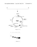 METHOD FOR PRODUCING GLYCOPROTEIN HAVING MANNOSE RESIDUE AS NON-REDUCING     END OF SUGAR CHAIN diagram and image