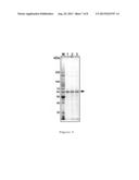 METHOD FOR PRODUCING GLYCOPROTEIN HAVING MANNOSE RESIDUE AS NON-REDUCING     END OF SUGAR CHAIN diagram and image