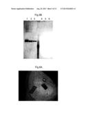 ELECTRODE HAVING ENZYME CRYSTALS IMMOBILIZED THEREON, METHOD FOR PRODUCING     ELECTRODE HAVING ENZYME CRYSTALS IMMOBILIZED THEREON, AND BIOLOGICAL FUEL     CELL AND BIOSENSOR PROVIDED WITH ELECTRODE HAVING ENZYME CRYSTALS     IMMOBILIZED THEREON diagram and image