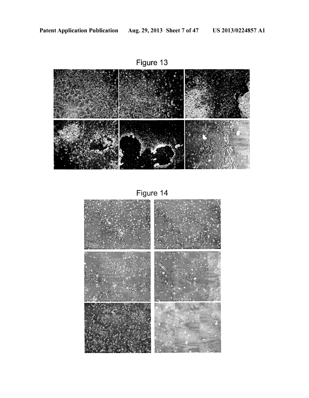 METHOD OF DIFFERENTIATING STEM CELLS - diagram, schematic, and image 08