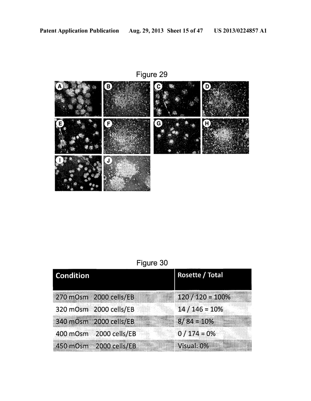 METHOD OF DIFFERENTIATING STEM CELLS - diagram, schematic, and image 16