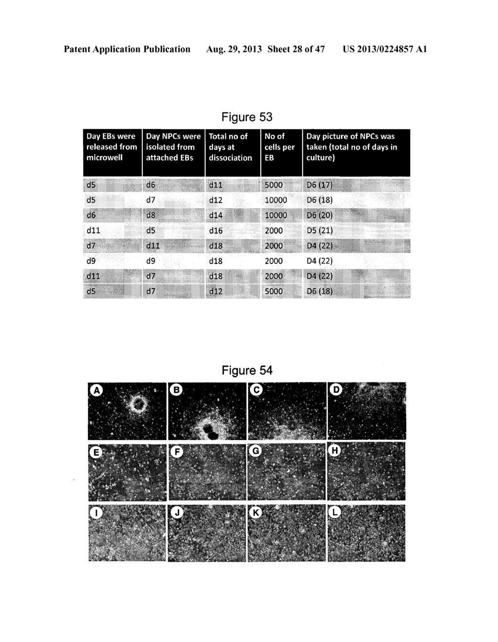 METHOD OF DIFFERENTIATING STEM CELLS - diagram, schematic, and image 29