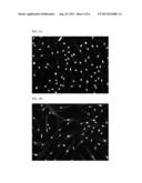 COATINGS AND CULTURE MEDIA FOR PROMOTING NEUROGENESIS IN ADIPOSE TISSUE     DERIVED STEM CELLS diagram and image