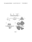 POLYROTAXANES AND USES THEREOF diagram and image