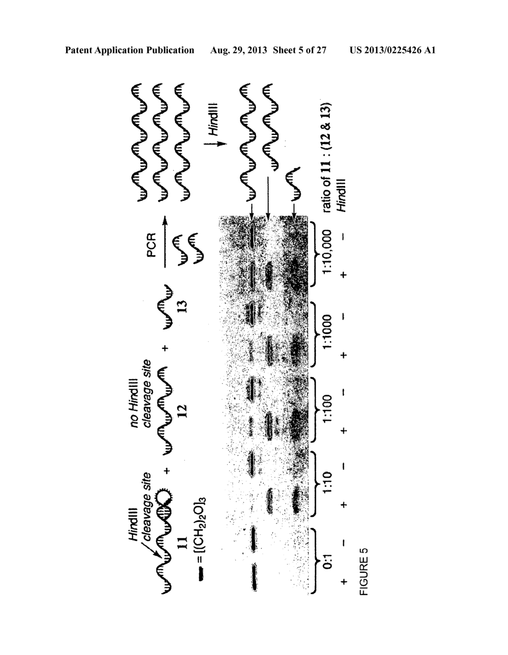 REACTIVITY-DEPENDENT AND INTERACTION-DEPENDENT PCR - diagram, schematic, and image 06