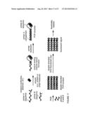 REACTIVITY-DEPENDENT AND INTERACTION-DEPENDENT PCR diagram and image