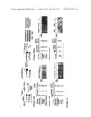 REACTIVITY-DEPENDENT AND INTERACTION-DEPENDENT PCR diagram and image