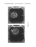 ASSESSMENT OF CELLULAR FRAGMENTATION DYNAMICS FOR DETECTION OF HUMAN     EMBRYONIC ANEUPLOIDY diagram and image