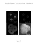 ASSESSMENT OF CELLULAR FRAGMENTATION DYNAMICS FOR DETECTION OF HUMAN     EMBRYONIC ANEUPLOIDY diagram and image