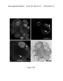 ASSESSMENT OF CELLULAR FRAGMENTATION DYNAMICS FOR DETECTION OF HUMAN     EMBRYONIC ANEUPLOIDY diagram and image