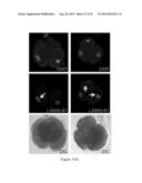 ASSESSMENT OF CELLULAR FRAGMENTATION DYNAMICS FOR DETECTION OF HUMAN     EMBRYONIC ANEUPLOIDY diagram and image