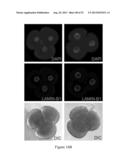 ASSESSMENT OF CELLULAR FRAGMENTATION DYNAMICS FOR DETECTION OF HUMAN     EMBRYONIC ANEUPLOIDY diagram and image