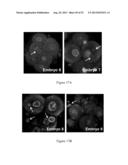 ASSESSMENT OF CELLULAR FRAGMENTATION DYNAMICS FOR DETECTION OF HUMAN     EMBRYONIC ANEUPLOIDY diagram and image