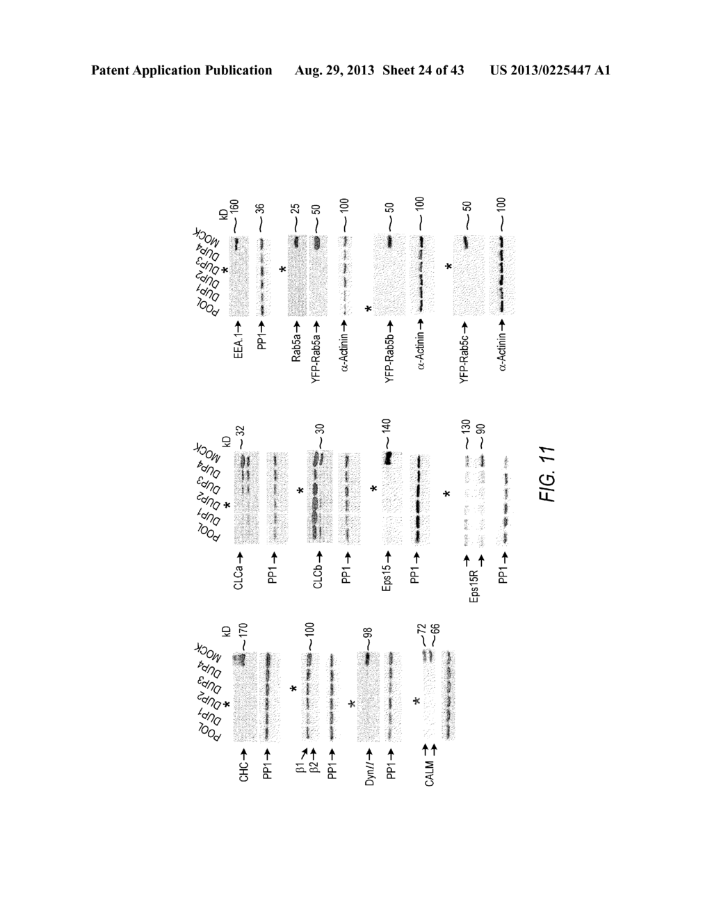 siRNA Targeting Apolipoprotein B (APOB) - diagram, schematic, and image 25