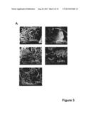 ANTIMICROBIAL PEPTIDES diagram and image