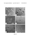 FORMULATIONS HAVING AN ALPHA V BETA 3 ANTAGONIST AND AN ALPHA 2 BETA 1     ANTAGONIST FOR ANTI-ANGIONIC THERAPY diagram and image