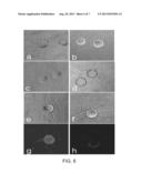 FORMULATIONS HAVING AN ALPHA V BETA 3 ANTAGONIST AND AN ALPHA 2 BETA 1     ANTAGONIST FOR ANTI-ANGIONIC THERAPY diagram and image