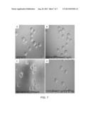 FORMULATIONS HAVING AN ALPHA V BETA 3 ANTAGONIST AND AN ALPHA 2 BETA 1     ANTAGONIST FOR ANTI-ANGIONIC THERAPY diagram and image