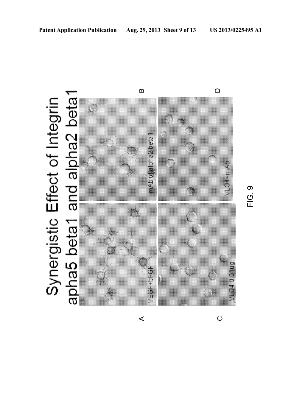 FORMULATIONS HAVING AN ANTAGONIST OF ALPHA 5 BETA 1 FOR ANTI-ANGIOGENESIS     AND CANCER TREATMENT - diagram, schematic, and image 10